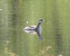 Podiceps auritus