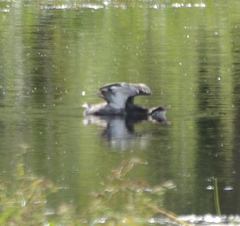 Podiceps auritus