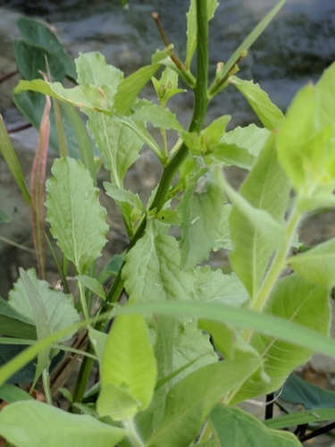 Image of Lobelia berlandieri by (c) Alison Northup, some rights reserved (CC BY)