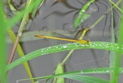 Ceriagrion chromothorax