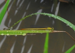 Ceriagrion chromothorax