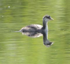 Podiceps auritus