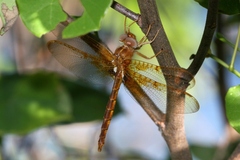 Neurocordulia xanthosoma