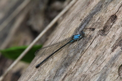 Argia apicalis