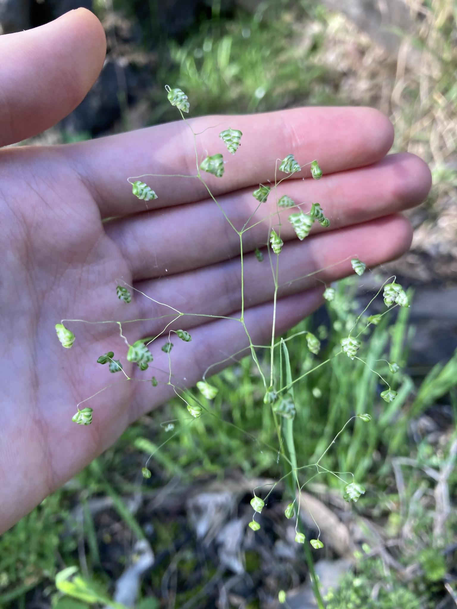 (c) Thomas Mesaglio, certains droits réservés (CC BY-NC) https://www.inaturalist.org/observations/90745291