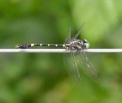 Melligomphus acinaces