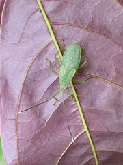 Homoeocerus graminis