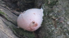 Reticularia lycoperdon