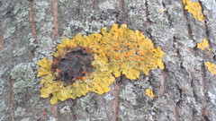 Xanthoria parietina