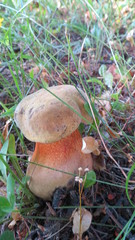 Suillellus luridus