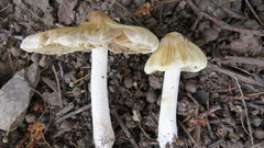 Inocybe