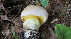 Caloboletus radicans