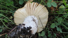 Russula