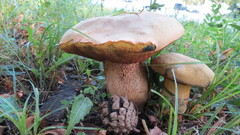 Suillellus luridus