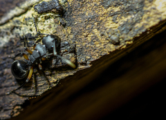 Polyrhachis femorata