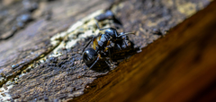 Polyrhachis femorata