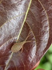 Homoeocerus graminis