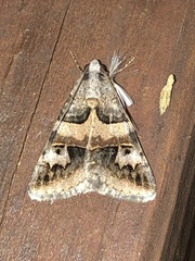 Drasteria ingeniculata