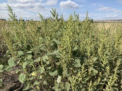 Cyclachaena xanthiifolia