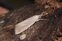 Chilo phragmitella