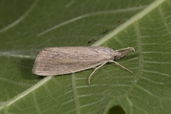 Chilo phragmitella