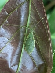 Homoeocerus graminis