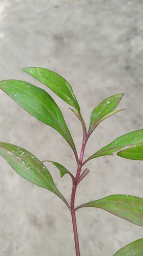 Yapana (Ayapana triplinervis)