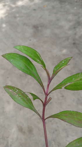 Ayapana triplinervis, photograph 2