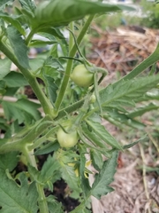 Solanum lycopersicum lycopersicum