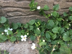 Chaenostoma cordatum