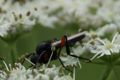 Bibio pomonae