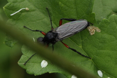 Bibio pomonae