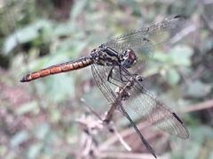 Archaeophlebia martini
