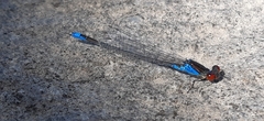 Erythromma viridulum