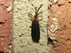 Leptoceletes basalis