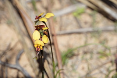 Diuris oraria