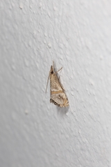 Euchromius superbellus