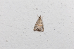 Euchromius superbellus