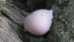 Reticularia lycoperdon