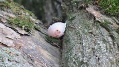 Reticularia lycoperdon