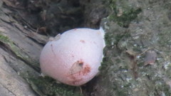 Reticularia lycoperdon
