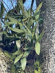 Dendrobium x delicatum