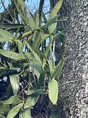 Dendrobium x delicatum