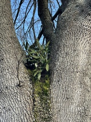 Dendrobium x delicatum