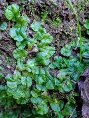 Cryptomitrium tenerum