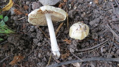 Inocybe