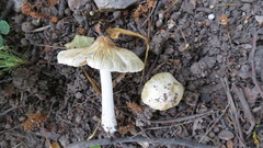 Inocybe