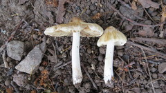 Inocybe