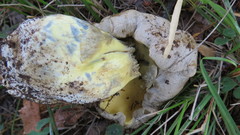 Caloboletus radicans