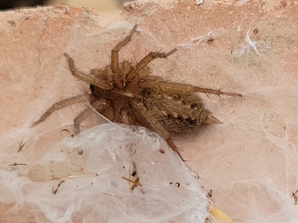 Lycosoides coarctata in August 2021 by Juan José de Haro · iNaturalist